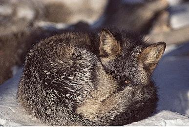 鹰角网络因健康权纠纷被起诉 2月17日二次开庭